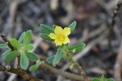 Portulaca mucronata