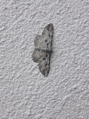 Iridopsis obliquaria