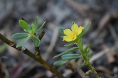 Portulaca mucronata