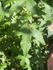 Liquidambar