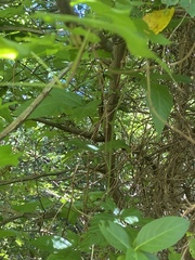 Liquidambar