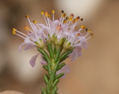 Agathosma capensis