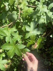 Liquidambar