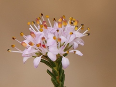 Agathosma capensis