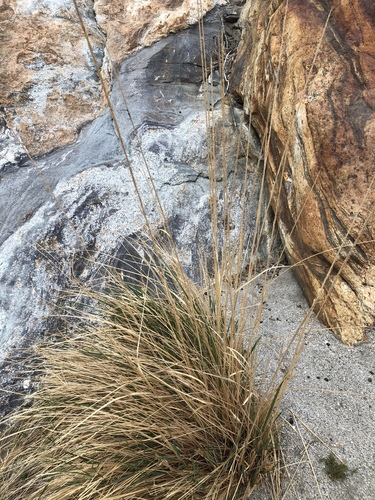 iNaturalist observation photo of deergrass