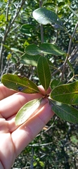 Lithraea brasiliensis