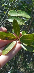 Lithraea brasiliensis