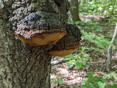 Phellinus everhartii