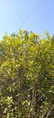 Lithraea brasiliensis