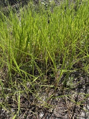 Panicum repens
