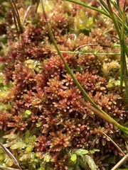 Sphagnum capillifolium