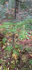Abies sibirica