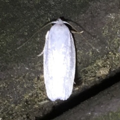 Antaeotricha albulella