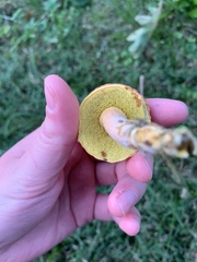 Hortiboletus rubellus