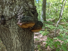 Phellinus everhartii