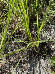 Panicum repens