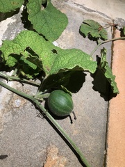 Trichosanthes scabra