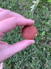 Hortiboletus rubellus