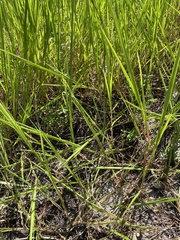 Panicum repens