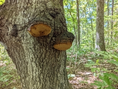 Phellinus everhartii