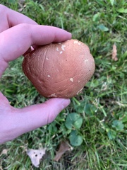 Hortiboletus rubellus