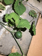 Trichosanthes scabra