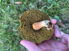 Hortiboletus rubellus