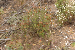 Pteronia staehelinoides