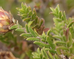 Pteronia staehelinoides