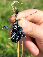 Chrysomelidae