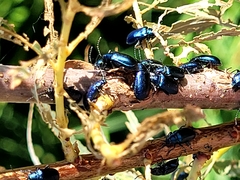 Chrysomelidae