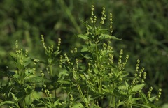 Mercurialis annua