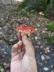 Russula cremoricolor