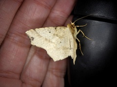 Pareclipsis gracilis