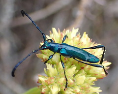 Hypocrites scabriusculus