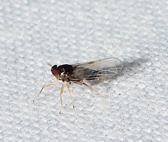 Pissonotus piceus