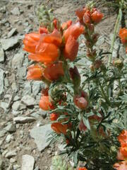 Sphaeralcea coccinea