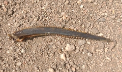 Siluriformes