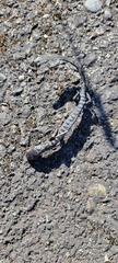 Caudata