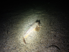 Chelidonichthys lucerna