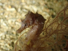 Hippocampus hippocampus