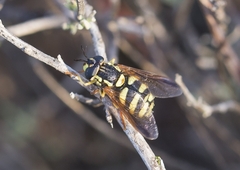 Chrysotoxum intermedium