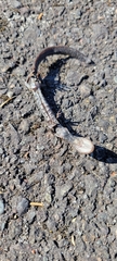 Caudata