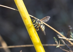 Chrysotoxum intermedium