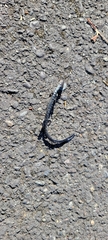 Caudata