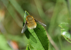 Bombyliini