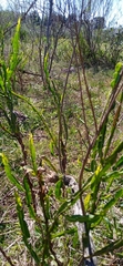 Baccharis trimera