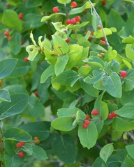 Lonicera tatarica