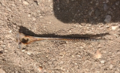 Siluriformes