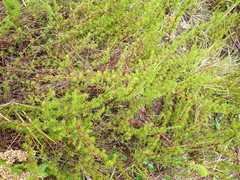 Cliffortia filifolia